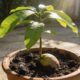 Como plantar manga do caroço de forma fácil e rápida e acompanhar todo o crescimento