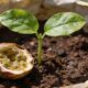 Como germinar maracujá com o método mais fácil do mundo e acelerar o nascimento das mudas
