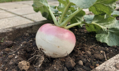 Como plantar nabo redondo de colo rosado e colher raízes bonitas na horta de casa
