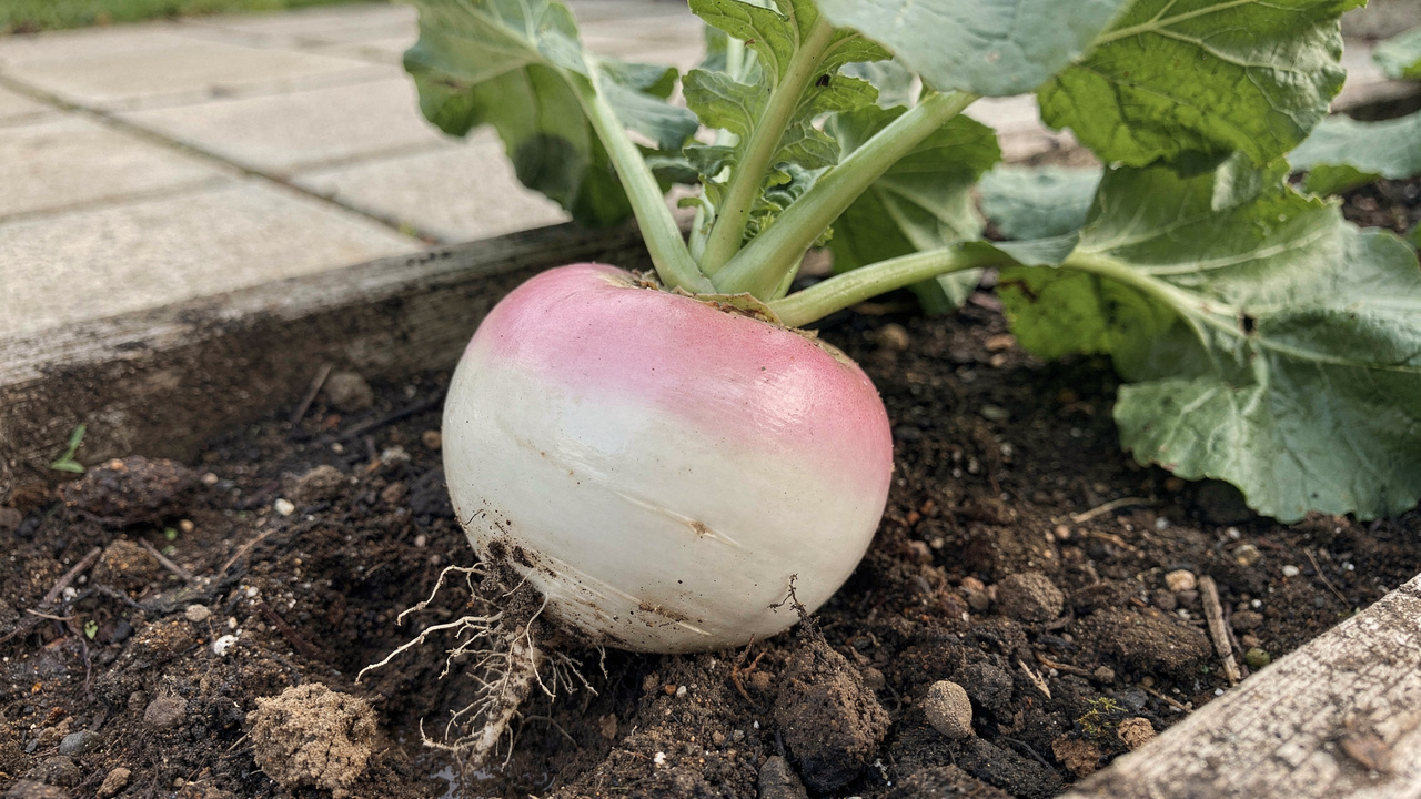 Como plantar nabo redondo de colo rosado e colher raízes bonitas na horta de casa