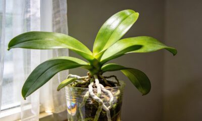 Como fazer sua orquídea voltar a florir mesmo só dando folhas com 2 ajustes simples e consistentes