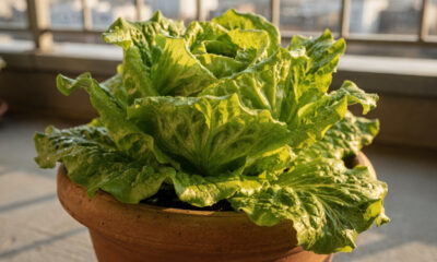 Alface americana bem cultivada muda totalmente a textura das folhas