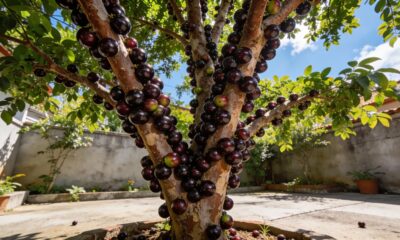 Minha jabuticabeira só começou a produzir depois que mudei isso
