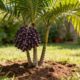 O açaí-anão que transforma o quintal em área produtiva