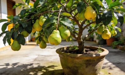 A pera que consegue se adaptar ao clima tropical e produzir em casa