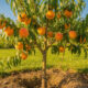 Como plantar pêssego e iniciar o cultivo mesmo sem experiência com frutíferas