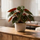 Planta begônia maculata une beleza, personalidade e destaque na decoração