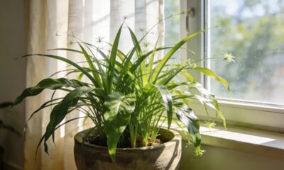 Mosquito? Barata? Essas plantas repelentes de insetos afastam pragas naturalmente