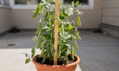 Como plantar ervilha corretamente e colher muito mesmo em espaços pequenos