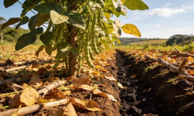 Plantar feijão-guandu transforma o solo e facilita o cultivo de outras plantas
