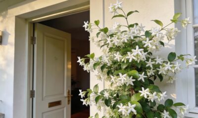 O jasmim carrega um significado antigo que começa logo na porta