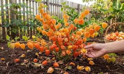Essa fruta tem gosto de morango com kiwi e não exige poda nem adubo frequente para crescer bem no quintal
