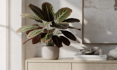 Maranta! A planta ornamental que se destaca pelas folhas e pelo visual equilibrado