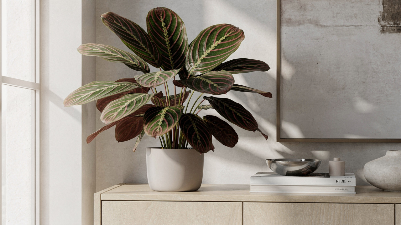 Maranta! A planta ornamental que se destaca pelas folhas e pelo visual equilibrado