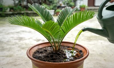 Um uso simples do chá verde vem ganhando espaço entre quem cuida das plantas em casa