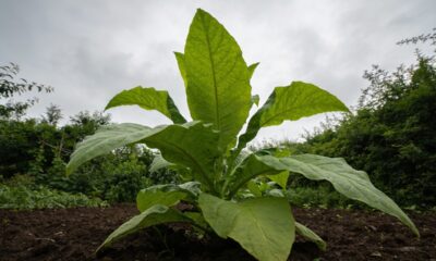 Quando o céu fica fechado por dias, as plantas sentem antes da gente