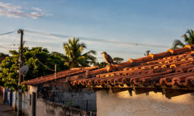 Versículo do dia: Mateus 6:26 — Olhai para as aves do céu