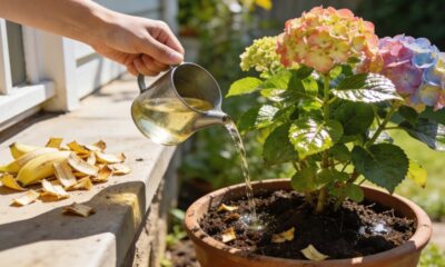 Misturar casca de banana com vinagre para plantas: para que serve e por que tanta gente recomenda