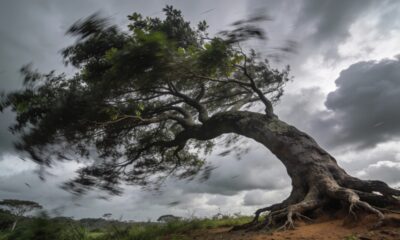 O que faz certas árvores resistirem a ventanias enquanto outras caem facilmente