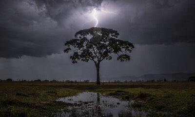 Certas árvores são atingidas por raios repetidas vezes e o motivo chama atenção