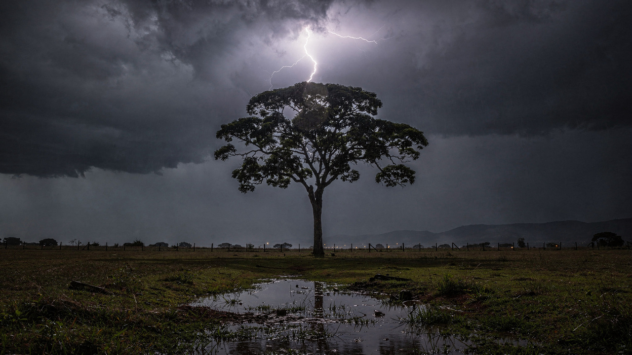Certas árvores são atingidas por raios repetidas vezes e o motivo chama atenção