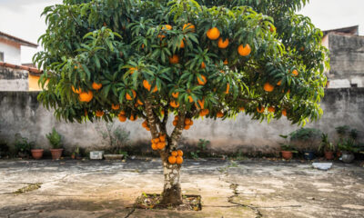 Cambucá é ideal para quem quer fruta nativa no cultivo residencial