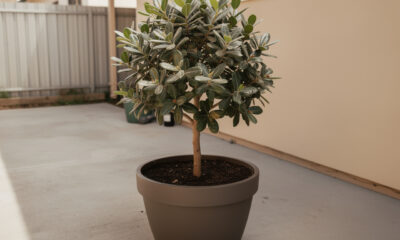 Essa árvore é ideal para casas pequenas, que não cria raízes e dá frutos durante todo o verão