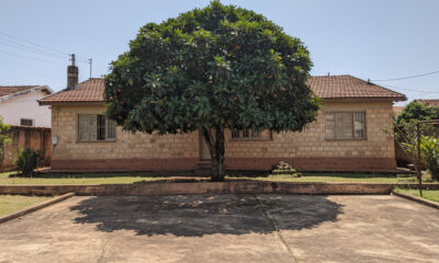 Nem limão, nem goiaba: a árvore frutífera da sombra e frutos no verão sem estragar o piso com as raízes