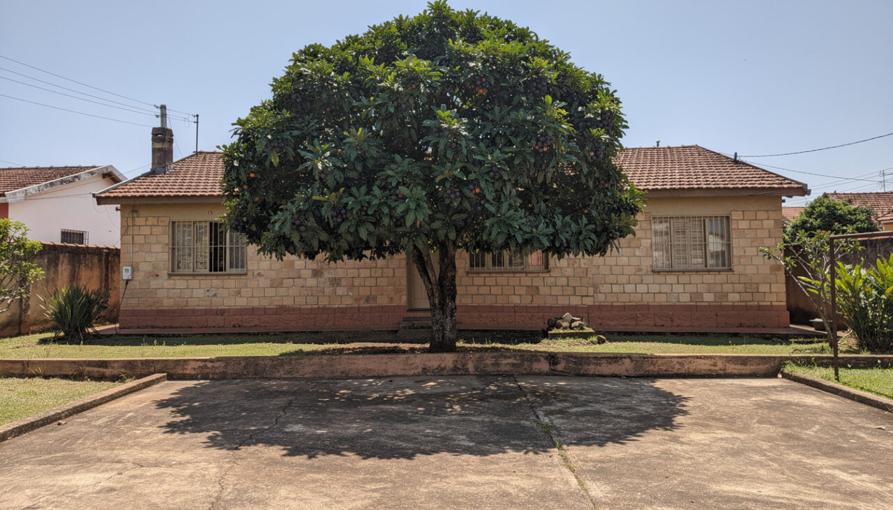 Nem limão, nem goiaba: a árvore frutífera da sombra e frutos no verão sem estragar o piso com as raízes