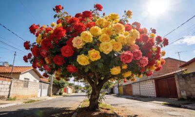 Por que algumas árvores resolvem florescer fora de época e surpreendem todo mundo