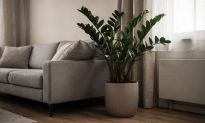 Adeus canto sem vida: essas plantas para apartamento escuro prosperam na sombra e ficam lindas com pouco trabalho