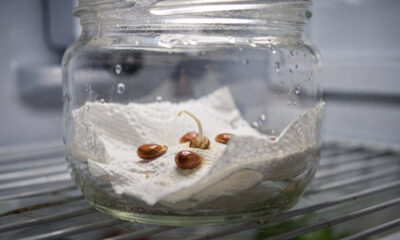 Como plantar maçã usando técnica correta de germinação para ter mudas fortes em casa