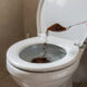Uma colherada basta: é por isso que cada vez mais pessoas estão jogando pó de café no vaso sanitário