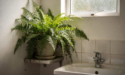 Coloque uma planta simples no quarto: a umidade vai sumir, assim como o mofo