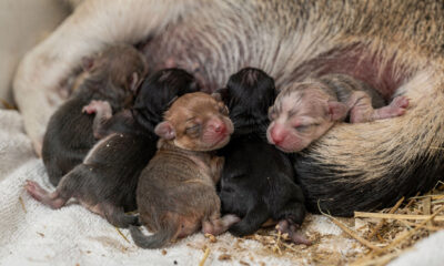 Ninhada é coletivo de quê? Veja como usar a palavra corretamente