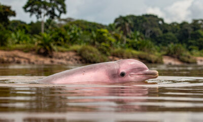 Existe feminino para boto-cor-de-rosa na língua portuguesa?