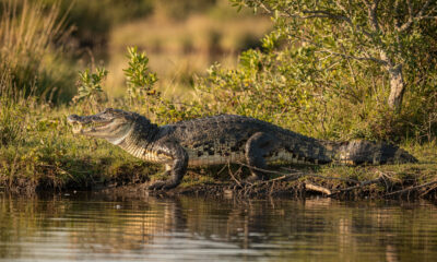 Crocodilo tem feminino? Veja o que diz a gramática