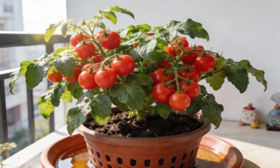 Regava sempre e mesmo assim o tomate não crescia, até entender o motivo