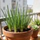 Como plantar cebolinha em vaso e colher folhas frescas o ano inteiro mesmo com pouco espaço