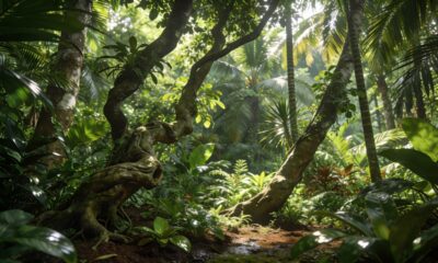 Quando a planta cresce inclinada, o ambiente costuma ser o principal motivo