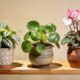 Plantas pequenas para ambientes pequenos que cabem em qualquer cantinho da casa