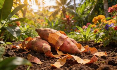 Casca de batata-doce vira adubo simples e ajuda as plantas a crescerem mais fortes