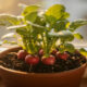 Plantar rabanete em vaso é simples e permite colher em apenas 28 dias em casa