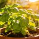 Como cultivar manjericão em vaso e manter a planta sempre verde, cheirosa e produtiva