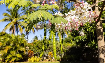 Essa planta resistente rende muito e cada parte da moringa tem um uso diferente