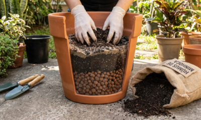 Terra compactada no vaso pode estar sufocando suas plantas sem você notar