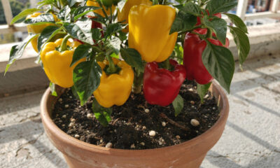 Como plantar pimentão da semente até o fruto e garantir uma colheita saudável