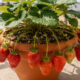 Como plantar morango em vasos do jeito certo e colher frutos saudáveis em casa