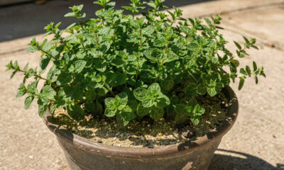 Como plantar orégano em vaso e manter a erva sempre bonita e cheia de aroma