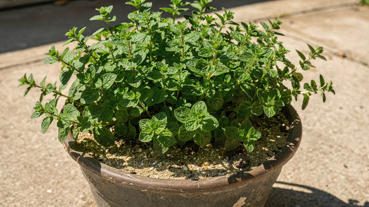 Como plantar orégano em vaso e manter a erva sempre bonita e cheia de aroma
